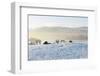 Ireland, Co.Donegal, Milford, snow covered landscape-Shaun Egan-Framed Photographic Print