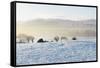 Ireland, Co.Donegal, Milford, snow covered landscape-Shaun Egan-Framed Stretched Canvas