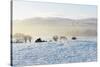 Ireland, Co.Donegal, Milford, snow covered landscape-Shaun Egan-Stretched Canvas