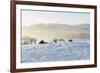 Ireland, Co.Donegal, Milford, snow covered landscape-Shaun Egan-Framed Photographic Print