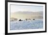 Ireland, Co.Donegal, Milford, snow covered landscape-Shaun Egan-Framed Photographic Print