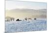 Ireland, Co.Donegal, Milford, snow covered landscape-Shaun Egan-Mounted Photographic Print