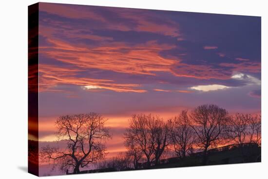 Ireland, County Antrim, Ballymoney, sunrise by The Dark Hedges-Walter Bibikow-Stretched Canvas