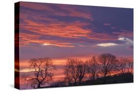 Ireland, County Antrim, Ballymoney, sunrise by The Dark Hedges-Walter Bibikow-Stretched Canvas