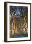 Ireland, County Antrim, Ballymoney, The Dark Hedges road-Walter Bibikow-Framed Photographic Print