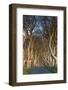 Ireland, County Antrim, Ballymoney, The Dark Hedges road-Walter Bibikow-Framed Photographic Print