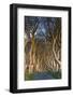 Ireland, County Antrim, Ballymoney, The Dark Hedges road-Walter Bibikow-Framed Photographic Print