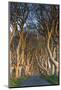 Ireland, County Antrim, Ballymoney, The Dark Hedges road-Walter Bibikow-Mounted Photographic Print