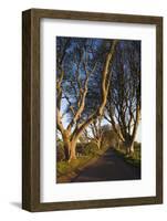 Ireland, County Antrim, Ballymoney, The Dark Hedges road-Walter Bibikow-Framed Photographic Print