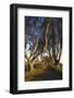 Ireland, County Antrim, Ballymoney, The Dark Hedges road-Walter Bibikow-Framed Photographic Print