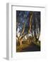 Ireland, County Antrim, Ballymoney, The Dark Hedges road-Walter Bibikow-Framed Photographic Print