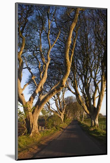 Ireland, County Antrim, Ballymoney, The Dark Hedges road-Walter Bibikow-Mounted Photographic Print