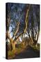 Ireland, County Antrim, Ballymoney, The Dark Hedges road-Walter Bibikow-Stretched Canvas