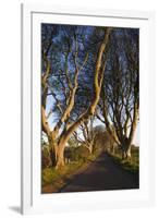 Ireland, County Antrim, Ballymoney, The Dark Hedges road-Walter Bibikow-Framed Premium Photographic Print