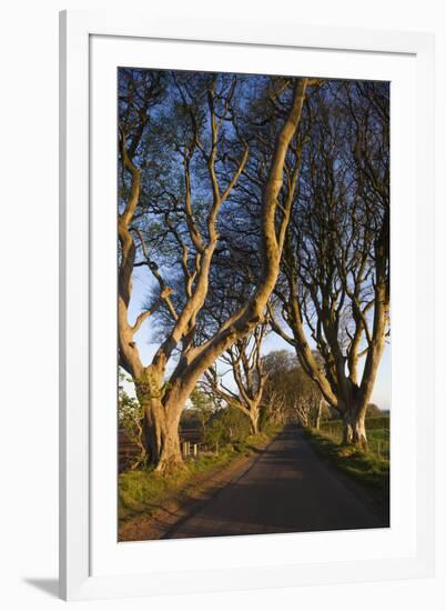 Ireland, County Antrim, Ballymoney, The Dark Hedges road-Walter Bibikow-Framed Premium Photographic Print