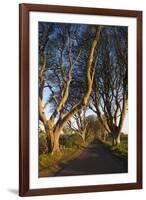 Ireland, County Antrim, Ballymoney, The Dark Hedges road-Walter Bibikow-Framed Premium Photographic Print