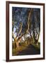 Ireland, County Antrim, Ballymoney, The Dark Hedges road-Walter Bibikow-Framed Premium Photographic Print