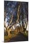 Ireland, County Antrim, Ballymoney, The Dark Hedges road-Walter Bibikow-Mounted Premium Photographic Print