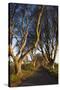 Ireland, County Antrim, Ballymoney, The Dark Hedges road-Walter Bibikow-Stretched Canvas