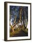 Ireland, County Antrim, Ballymoney, The Dark Hedges road-Walter Bibikow-Framed Photographic Print