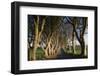 Ireland, County Antrim, Ballymoney, The Dark Hedges road-Walter Bibikow-Framed Photographic Print