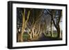 Ireland, County Antrim, Ballymoney, The Dark Hedges road-Walter Bibikow-Framed Photographic Print