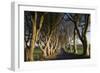 Ireland, County Antrim, Ballymoney, The Dark Hedges road-Walter Bibikow-Framed Photographic Print