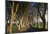 Ireland, County Antrim, Ballymoney, The Dark Hedges road-Walter Bibikow-Mounted Photographic Print