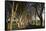 Ireland, County Antrim, Ballymoney, The Dark Hedges road-Walter Bibikow-Framed Stretched Canvas