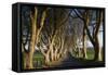 Ireland, County Antrim, Ballymoney, The Dark Hedges road-Walter Bibikow-Framed Stretched Canvas