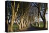 Ireland, County Antrim, Ballymoney, The Dark Hedges road-Walter Bibikow-Stretched Canvas