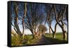 Ireland, County Antrim, Ballymoney, The Dark Hedges road-Walter Bibikow-Framed Stretched Canvas