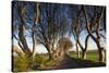 Ireland, County Antrim, Ballymoney, The Dark Hedges road-Walter Bibikow-Stretched Canvas