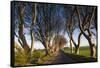 Ireland, County Antrim, Ballymoney, The Dark Hedges road-Walter Bibikow-Framed Stretched Canvas