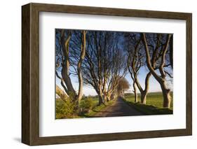 Ireland, County Antrim, Ballymoney, The Dark Hedges road-Walter Bibikow-Framed Photographic Print