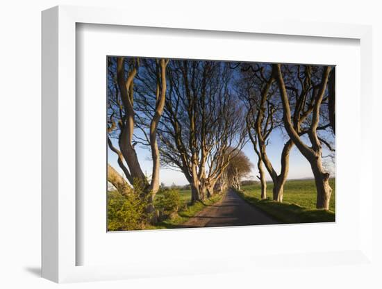 Ireland, County Antrim, Ballymoney, The Dark Hedges road-Walter Bibikow-Framed Photographic Print