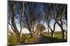 Ireland, County Antrim, Ballymoney, The Dark Hedges road-Walter Bibikow-Mounted Photographic Print