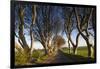 Ireland, County Antrim, Ballymoney, The Dark Hedges road-Walter Bibikow-Framed Photographic Print