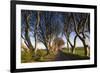 Ireland, County Antrim, Ballymoney, The Dark Hedges road-Walter Bibikow-Framed Premium Photographic Print