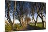 Ireland, County Antrim, Ballymoney, The Dark Hedges road-Walter Bibikow-Mounted Premium Photographic Print