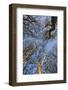 Ireland, County Antrim, Ballymoney, The Dark Hedges road-Walter Bibikow-Framed Photographic Print