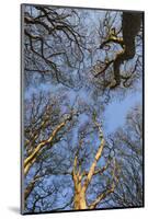 Ireland, County Antrim, Ballymoney, The Dark Hedges road-Walter Bibikow-Mounted Photographic Print