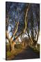 Ireland, County Antrim, Ballymoney, The Dark Hedges road-Walter Bibikow-Stretched Canvas