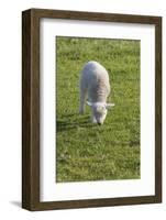 Ireland, County Kerry, Slea Head Drive, Slea Head, young sheep-Walter Bibikow-Framed Photographic Print