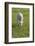 Ireland, County Kerry, Slea Head Drive, Slea Head, young sheep-Walter Bibikow-Framed Photographic Print