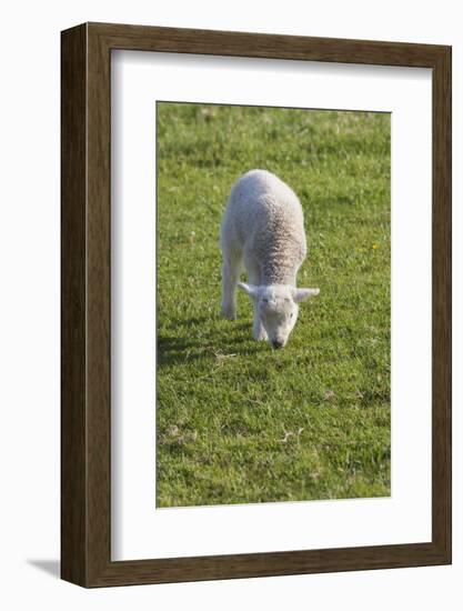 Ireland, County Kerry, Slea Head Drive, Slea Head, young sheep-Walter Bibikow-Framed Photographic Print