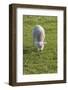 Ireland, County Kerry, Slea Head Drive, Slea Head, young sheep-Walter Bibikow-Framed Photographic Print