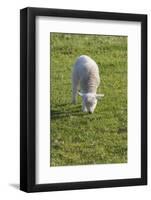 Ireland, County Kerry, Slea Head Drive, Slea Head, young sheep-Walter Bibikow-Framed Photographic Print