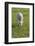 Ireland, County Kerry, Slea Head Drive, Slea Head, young sheep-Walter Bibikow-Framed Photographic Print