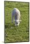 Ireland, County Kerry, Slea Head Drive, Slea Head, young sheep-Walter Bibikow-Mounted Photographic Print